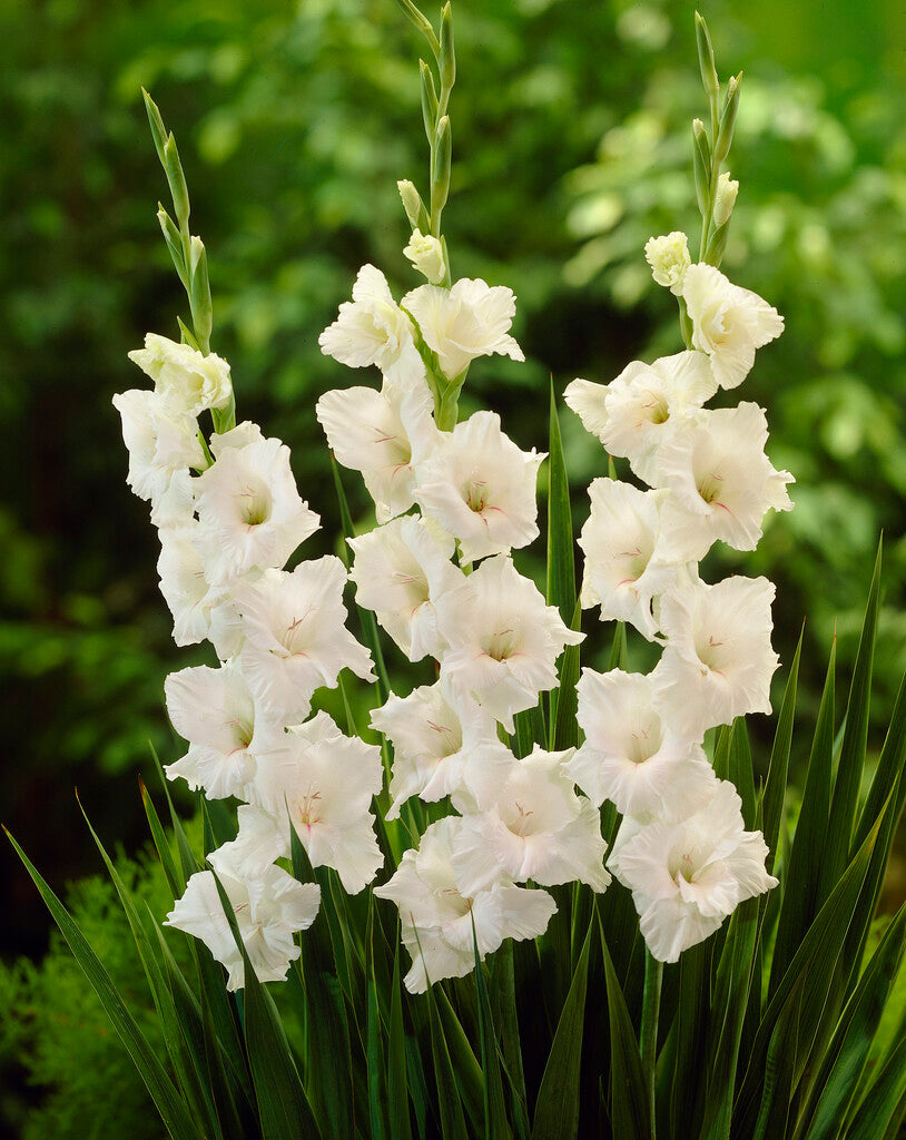 Gladiolus White Glory 10-pakning